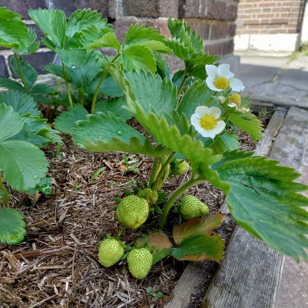 Heysham Road Herb Bed