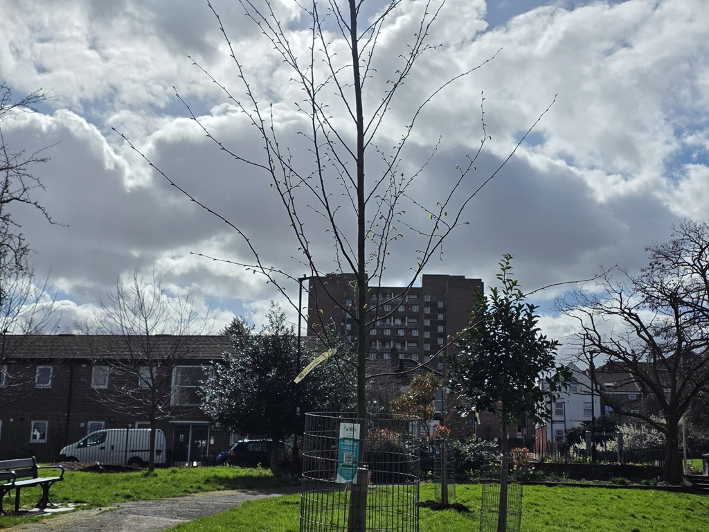 Ten new trees for Paignton Park planted in March 2026