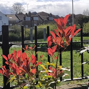 Red shrub in Paignton Park